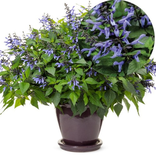 Salvia 'Rockin Sky Blue' - Salvei 'Rockin Sky Blue' P9/0,55L